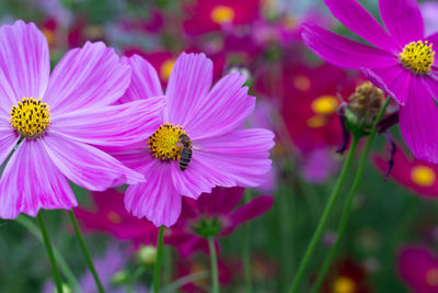 Close-up of pink cosmos flowers
