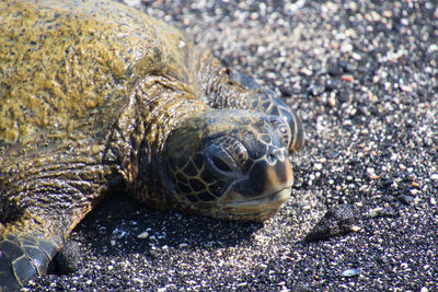 Close-up of a turtle at beach