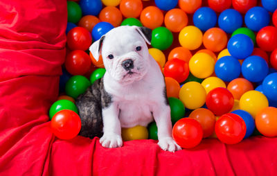 Portrait of puppy in ball pool