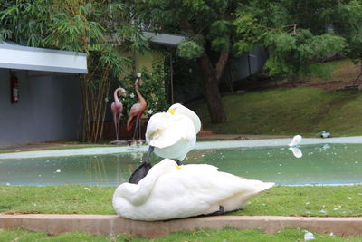 Swan swimming in lake