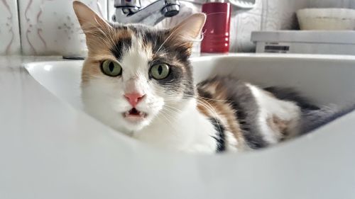 Portrait of cat sitting in sink