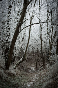 Bare trees in forest