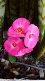 Close-up of pink flower blooming outdoors