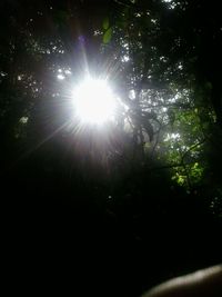 Sun shining through trees