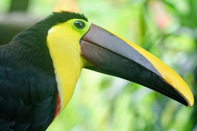 Close-up of bird perching