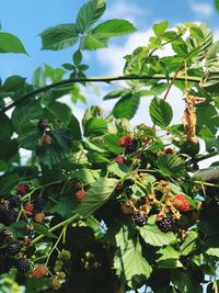 Close-up of berries growing on tree