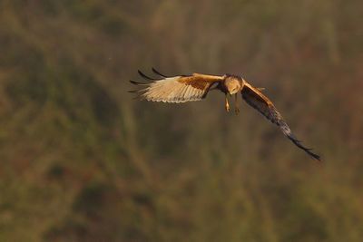 Marsh harrier flying in mid-air