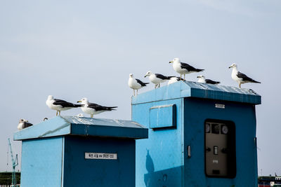 Seagulls on electrical meter boxes