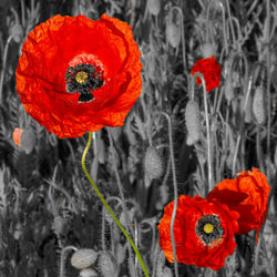 Close-up of red poppy with orange rose