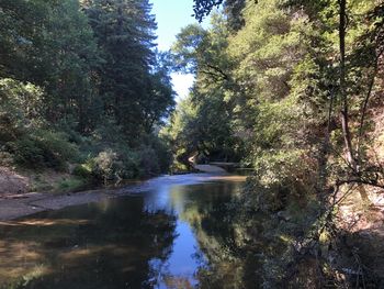 Scenic view of river amidst trees in forest