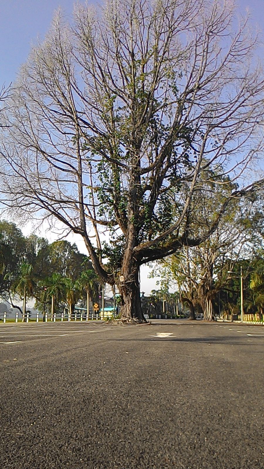 Pekan Royal Town