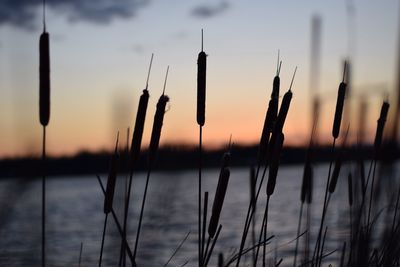 Close-up of silhouette plants against calm lake at sunset