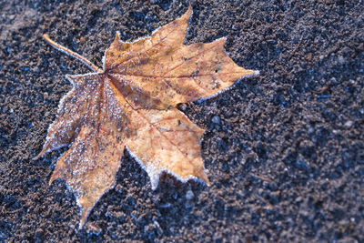 Close-up of maple leaf during autumn