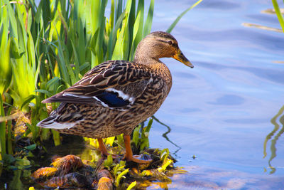 Bird perching on a lake