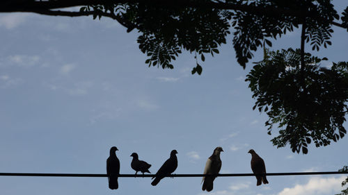 Low angle view of silhouette birds perching on tree against sky