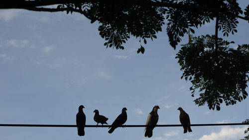 Dove activity in the morning. pigeons sometimes live in groups