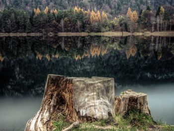 Tree stump in front of lake