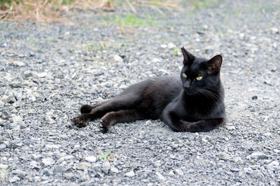 Portrait of cat sitting outdoors