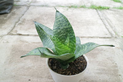 High angle view of potted plant on footpath