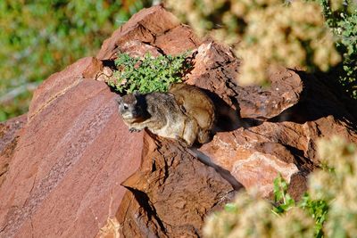 View of lizard on rock