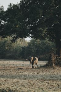 Elephant walking under tree in south luangwa national park 