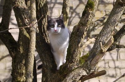 Portrait of cat sitting on tree trunk