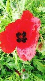 Close-up of red flowers