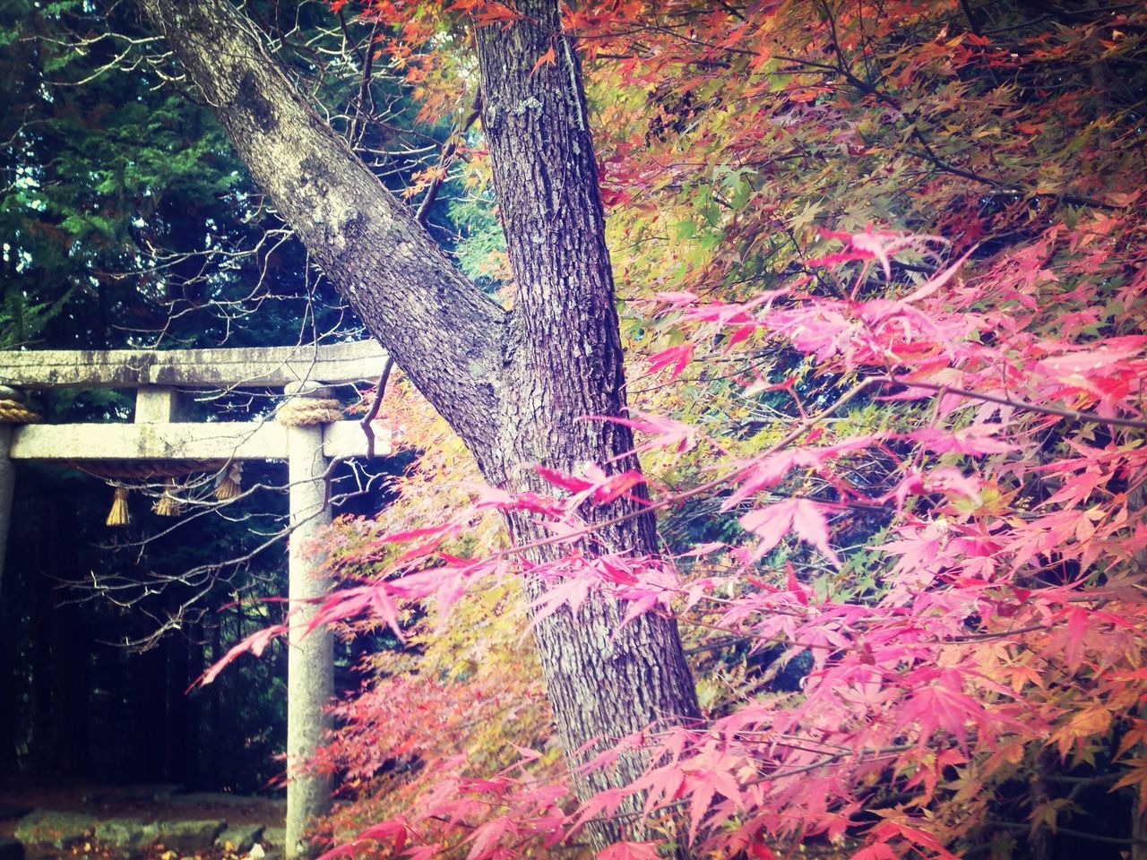 tree, growth, branch, plant, tree trunk, nature, autumn, red, outdoors, day, forest, leaf, flower, no people, beauty in nature, change, low angle view, tranquility, built structure, wood - material