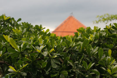 Low angle view of plants against sky