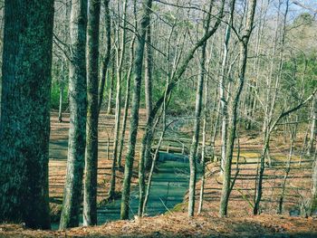 Bare trees in forest