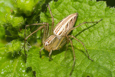 Close-up of insect on leaf