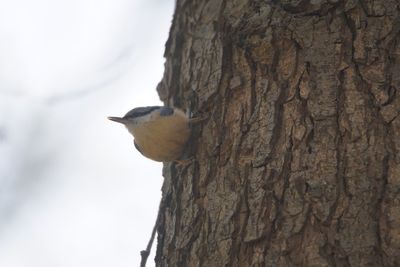 Low angle view of bird perching on tree trunk