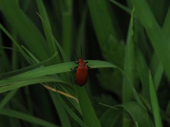 Close-up of insect on plant