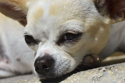 Close-up portrait of dog relaxing