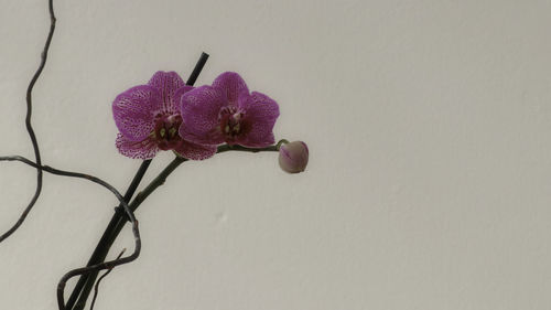 Close-up of pink flower against white wall