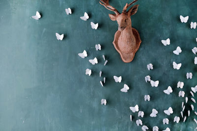 High angle view of taxidermy and butterflies on wall