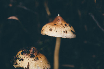 Close-up of mushrooms