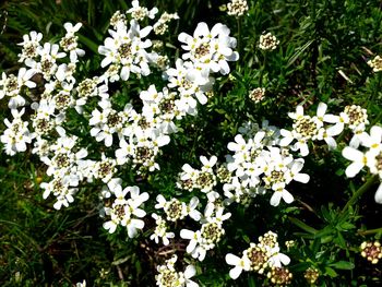 Close-up of white flowers