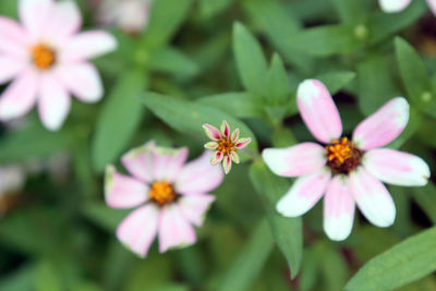 Close-up of pink flowering plant