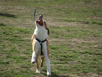 Dog playing fetch on grassy field