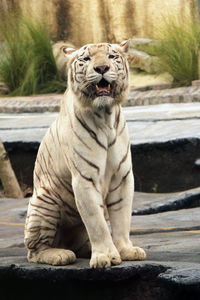 Cat sitting in a zoo