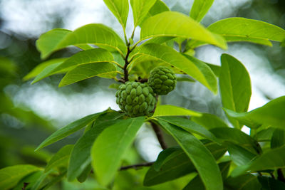 Low angle view of fruits growing on tree