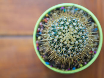 Close-up of cactus on table