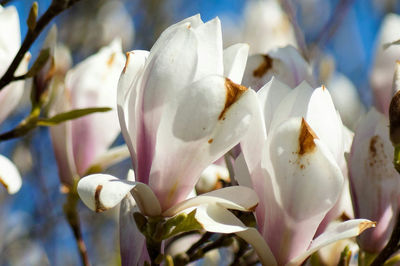 Close-up of white flowers blooming outdoors