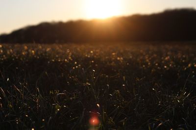 Close-up of wheat field against clear sky at sunset