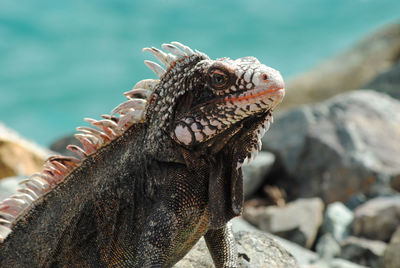 Close-up of a lizard on rock