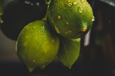 Close-up of fruit on tree