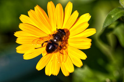 Close-up of insect on yellow flower