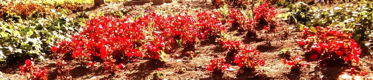 Close-up of red flowers