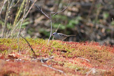 Close-up of bird perching on leaf